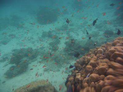 Corals at Pulau Weh