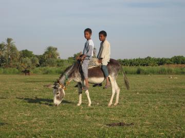 Two boys on a donkey near Daraw