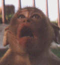 Monkey face, 3k