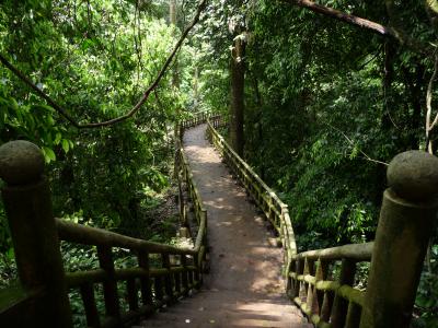 Trail in Cuc Phuong national park